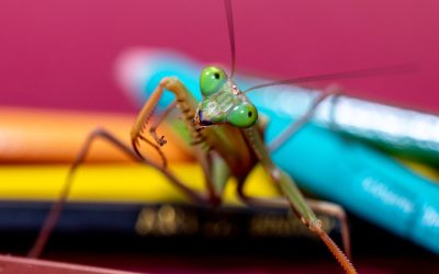 Świat z bliska, czyli makrofotografia w Klubie „PESTKA”!